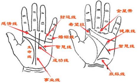 男手相分析|手相基础：几种重要的手纹图解